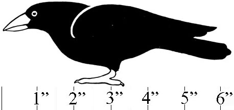 Big Crow